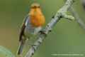 Зарянка фото (Erithacus rubecula) - изображение №2541 onbird.ru.<br>Источник: www.1000birds.com